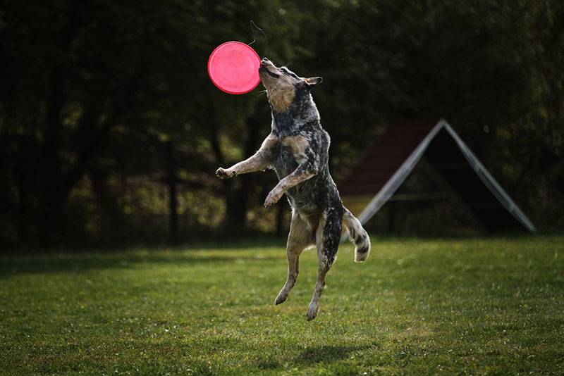 Австралийская пастушья собака прыгает вверх