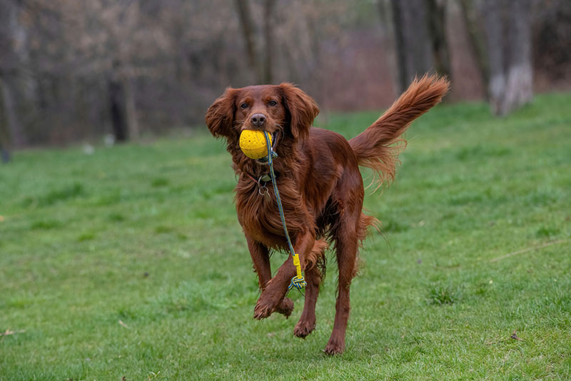 Ирландских сеттеров нужно воспитывать