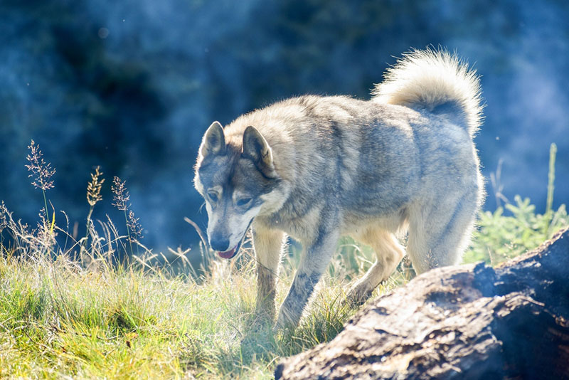 Западносибирская лайка у костра