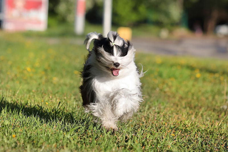 Тибетские терьеры нуждаются в дрессировке