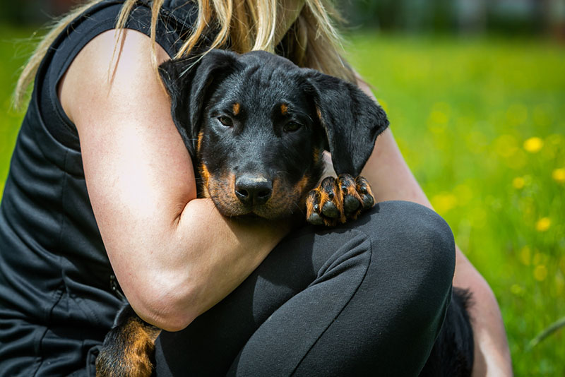 щеночек французской овчарки