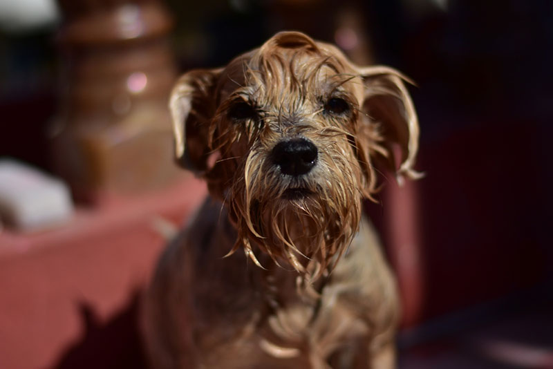 купать йоркширского терьера достаточно 1-2 раза в месяц