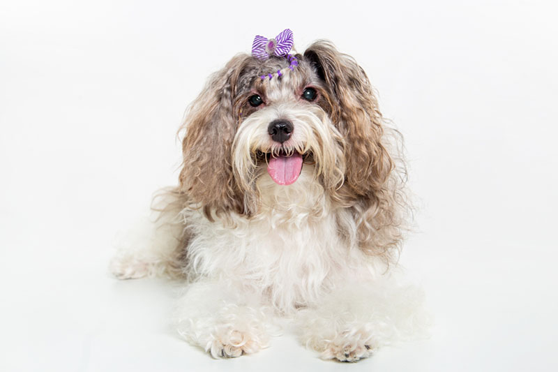 Чем кормить русскую цветную болонку?