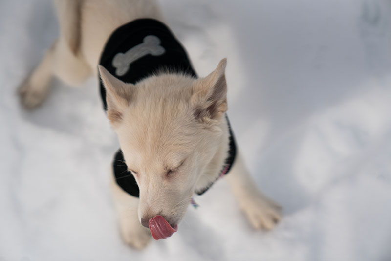 Питание аляскинского кли-кая должно быть сбалансированным