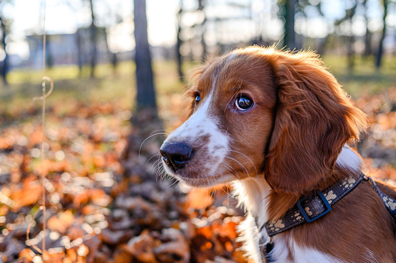 Вельш-спрингер-спаниель нуждается в дрессировке