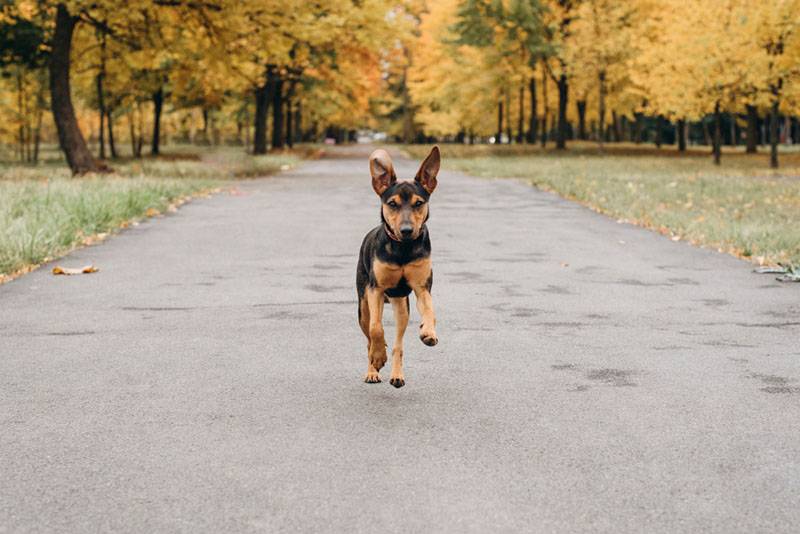 щенок ягдтерьера бежит по парку