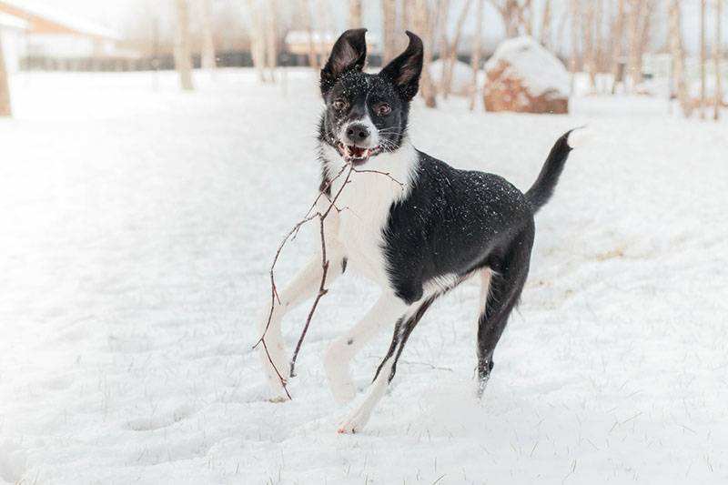 подросший щенок бордер-колли играет с веткой зимой