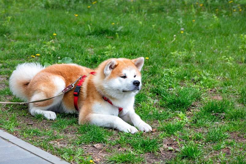Акита-ину отдыхает на зеленой траве