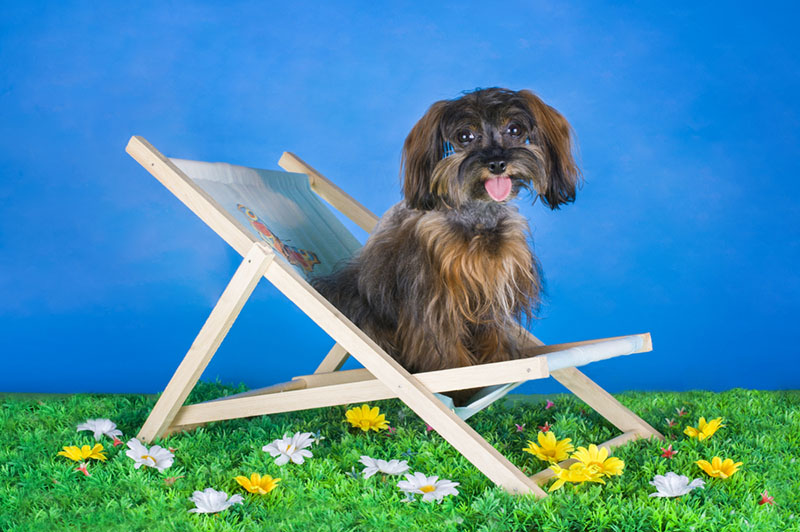 Петербургская орхидея на синем фоне