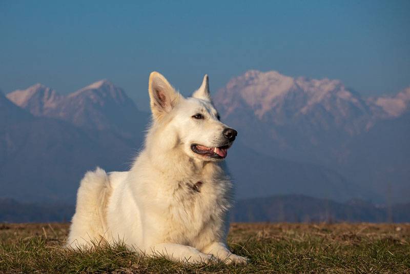белая швейцарская овчарка сидит на фоне гор