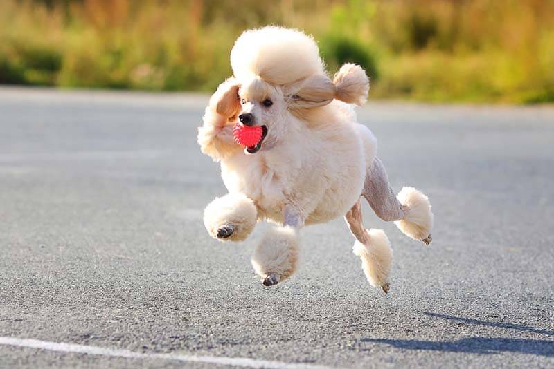 фото пуделя в прыжке
