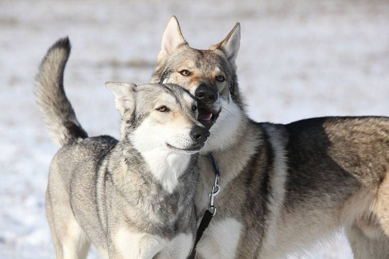 Две волчьи собаки Сарлоса на прогулке зимой