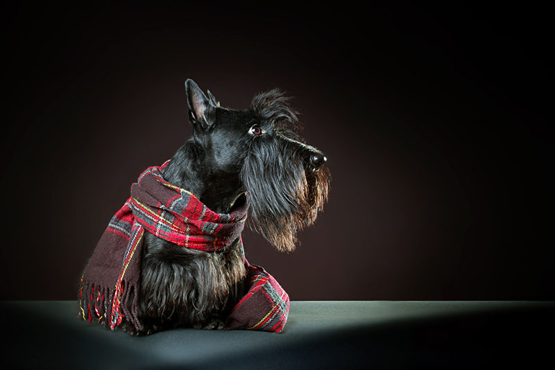 щенок скотч-терьера в шарфике
