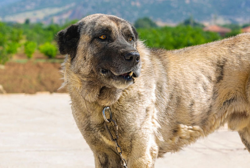 Кангал может жить на улице