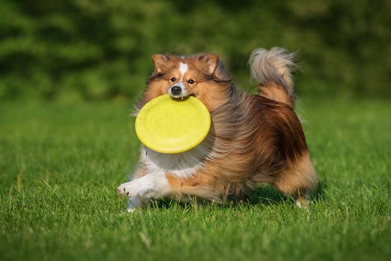 щенок шелти играет с диском