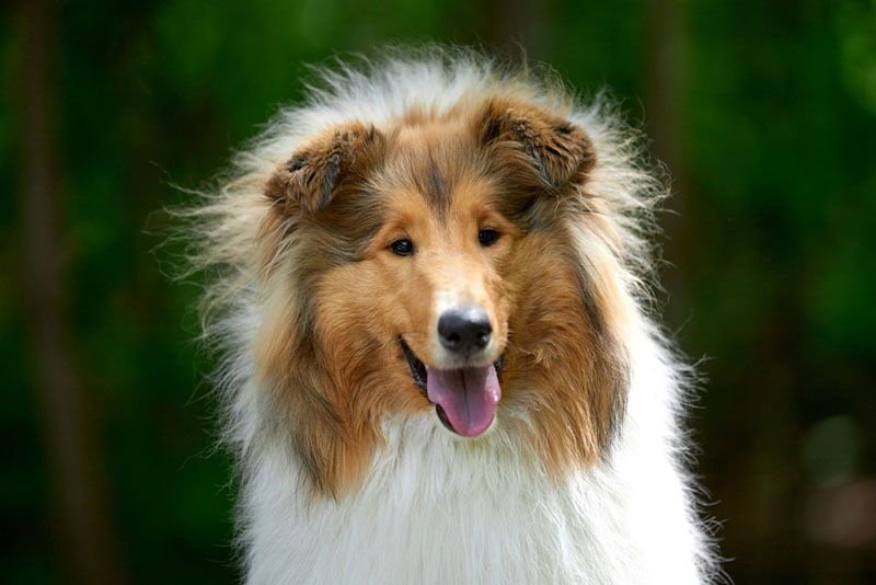 Шотландской овчарке нужна дрессировка