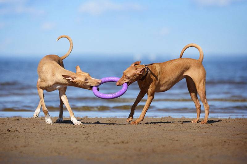 две подросшие фараоновы собаки играют с кольцом