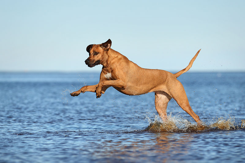 родезийский риджбек на берегу озера