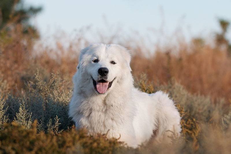 Маремма-абруццкая овчарка: все о собаке, фото породы, характер, уход