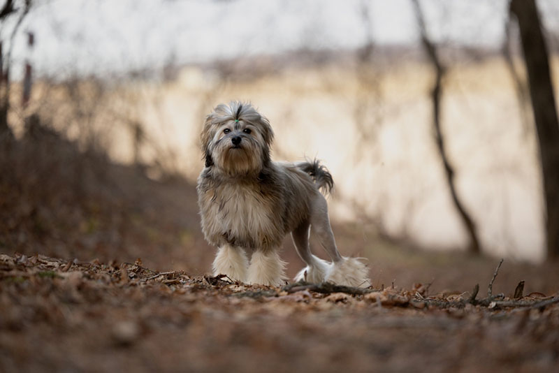 Приобретать малую львиную собаку нужно у проверенного заводчика