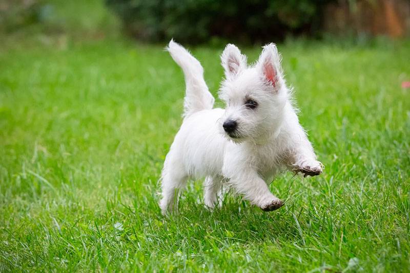 щенок вест-хайленд-уайт-терьера бежит по траве