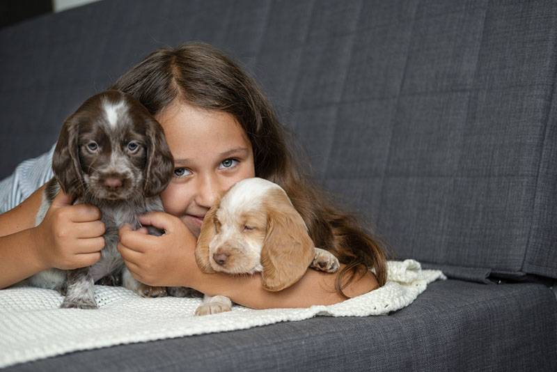 девочка со щенками русского спаниеля