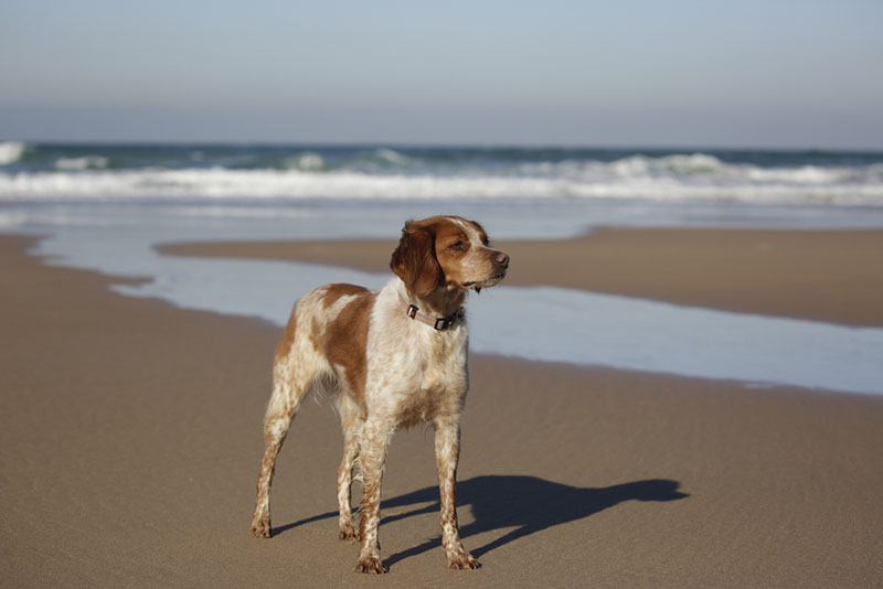 Какое здоровье у бретонского эпаньоля?