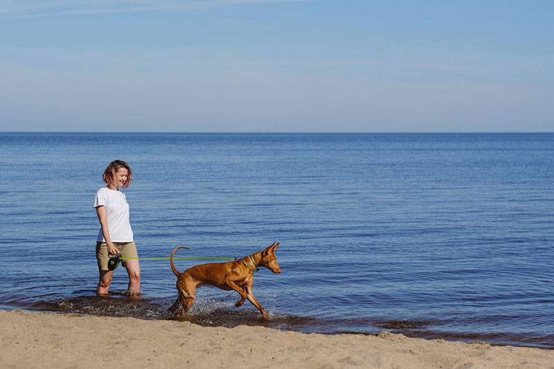 хозяйка выгуливает фараонову собаку по пляжу