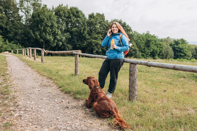 Ирландских сеттеров выгуливают часто