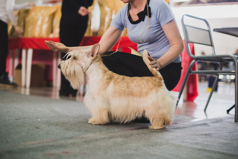 скотч-терьер на выставке собак