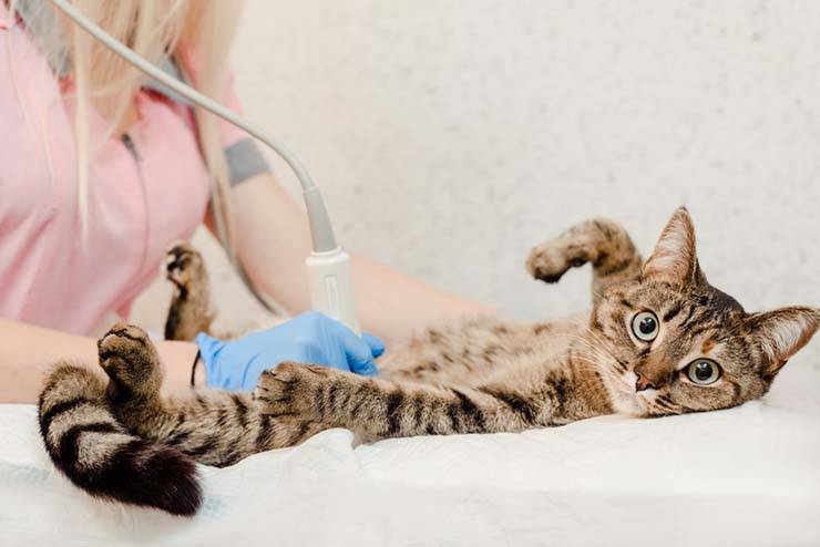 Выделения у кошки: кровянистые, белые, желтые – причины, лечение