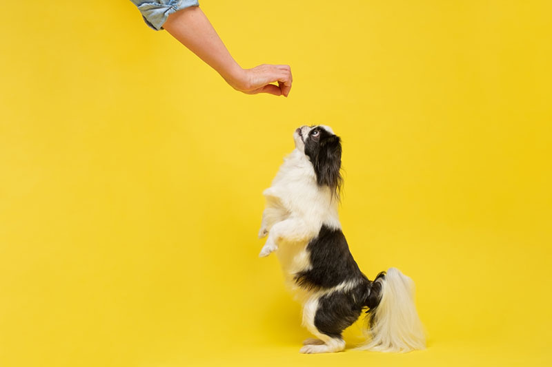 японский хин ест корм