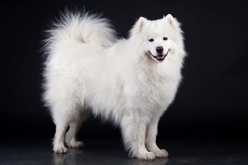 белая самоедская лайка
