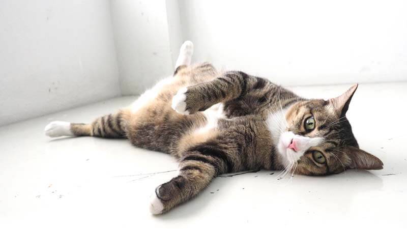 Запор у кошки: симптомы, причины и как помочь коту дома - Purina ONE®