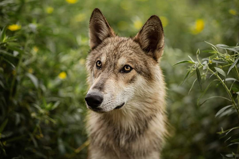 Как дрессировать чехословацкую волчью собаку?