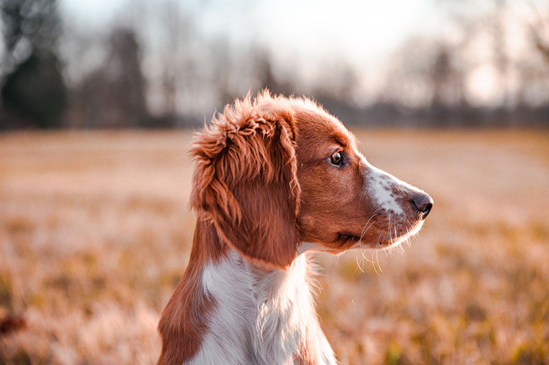 Вельш-спрингер-спаниель на осенней прогулке среди деревьев