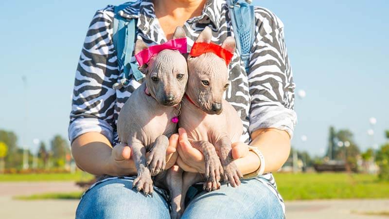 щенки ксолоитцкуинтли сидят на коленях у девушки