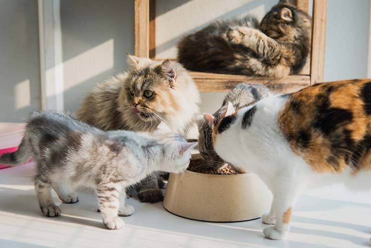 Почему кошки закапывают еду в миске – причины и как отучить