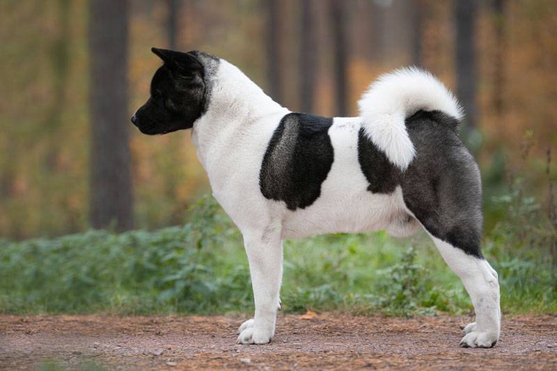 Собака Американская акита - фото, цена, характеристика | Информация о породе
