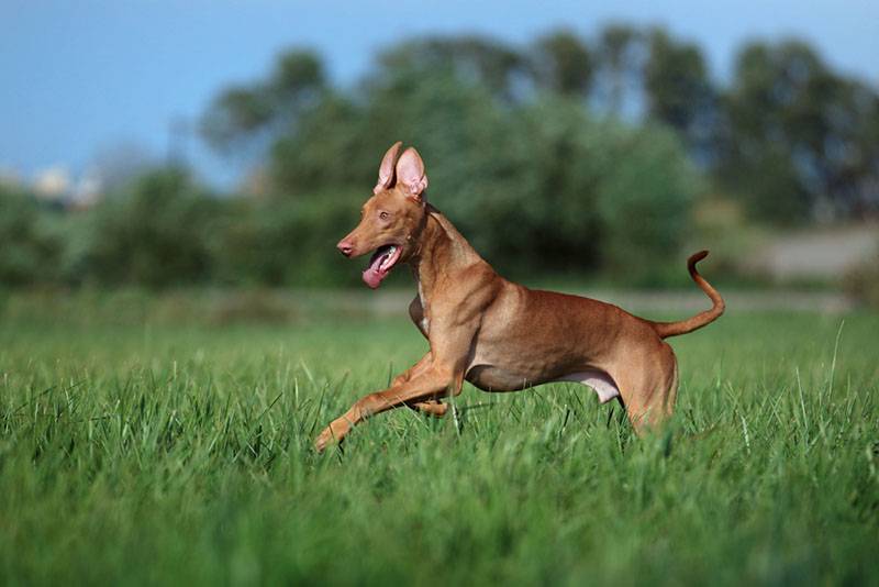 веселый щенок фараоновой собаки