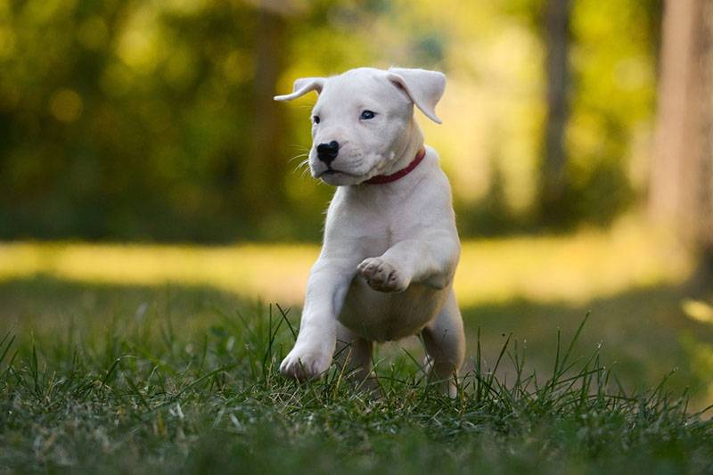щенок аргентинского дога бежит по траве