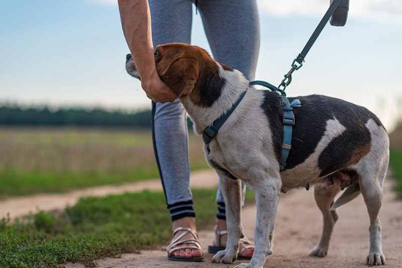 дрессировка эстонской гончей