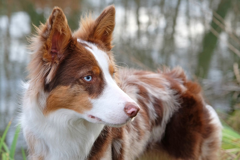 бордер-колли стоит на берегу реки