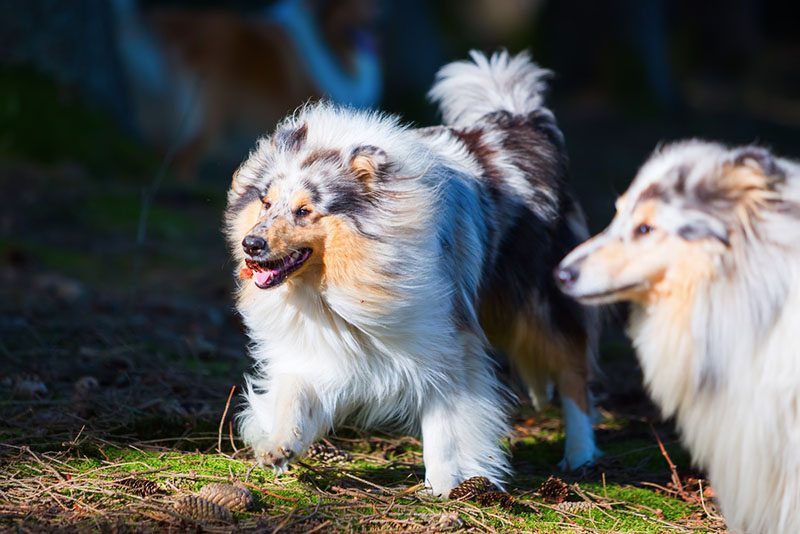 Чем кормить колли?