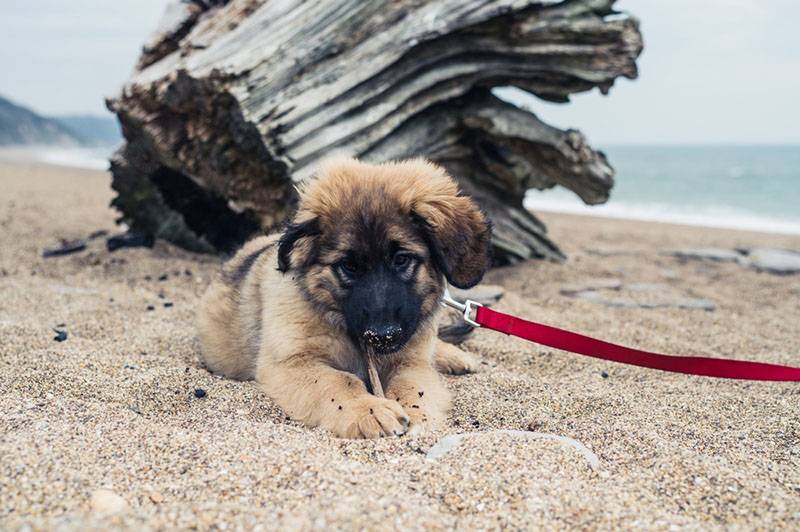 щенок леонбергера лежит на песке