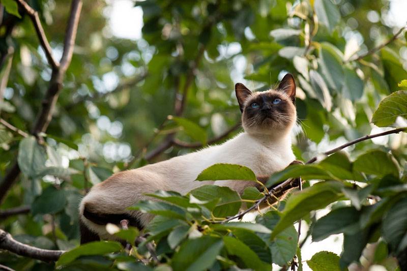 Сиамская кошка на дереве