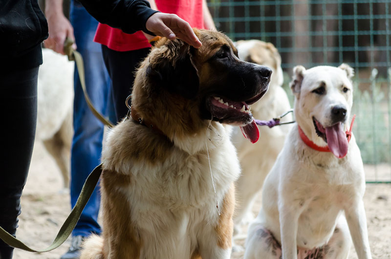 московская сторожевая может содержаться в доме или на улице