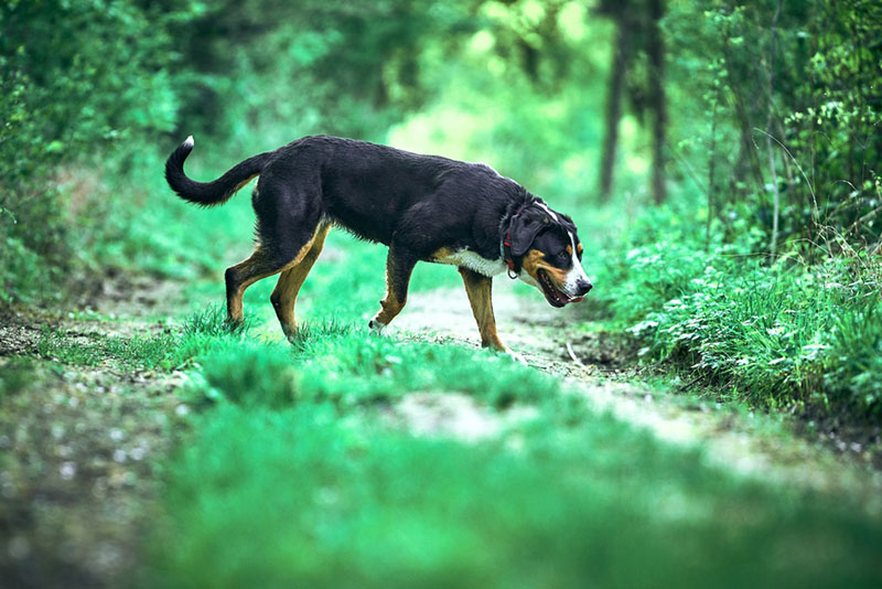 Нужна ли дрессировка большому швейцарскому зенненхунду?
