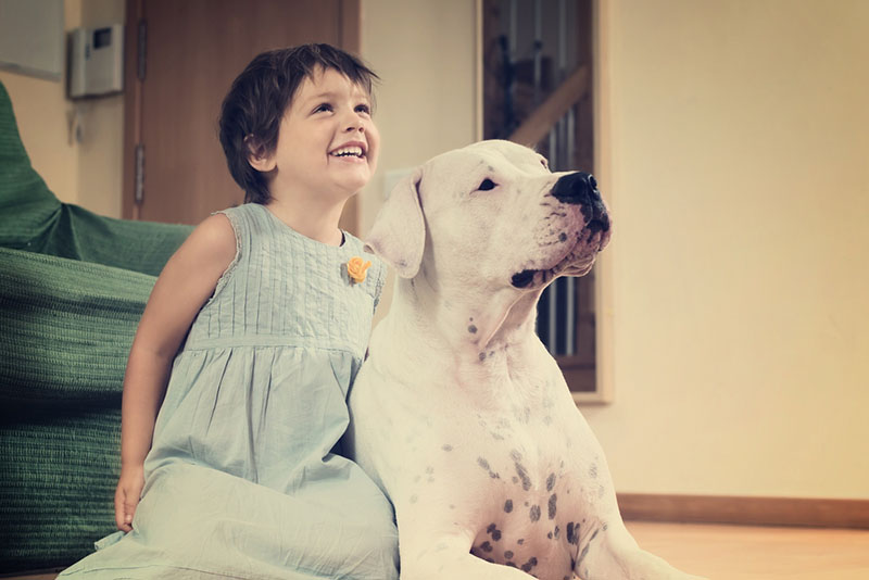 щеночек аргентинского дога