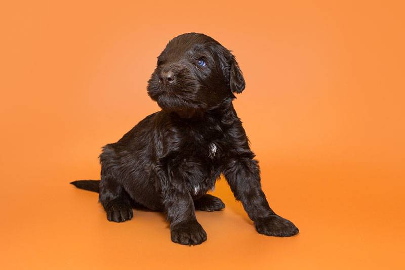 щенок черного терьера на оранжевом фоне